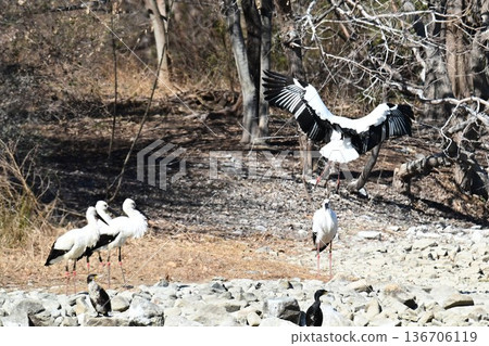 大批鸛鳥，這些“幸福之鳥”，飛抵伊丹市小池公園。 136706119