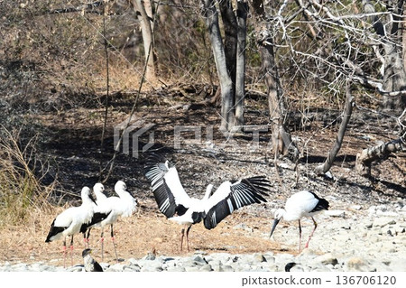 Large numbers of storks, the "birds of happiness," arrive at Itami City's Koyoike Park 136706120