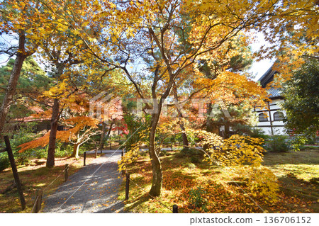 井岡寺秋葉 井岡寺秋葉 136706152