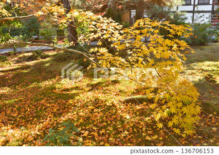 井岡寺秋葉 136706153