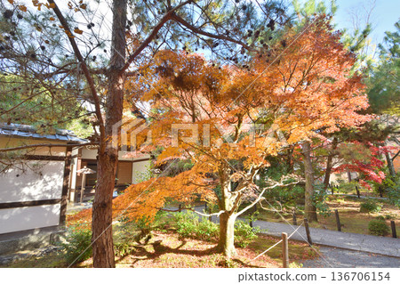 井岡寺秋葉 136706154