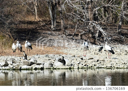 Large numbers of storks, the "birds of happiness," arrive at Itami City's Koyoike Park Large numbers of storks, the "birds of happiness," arrive at Itami City's Koyoike Park 136706169