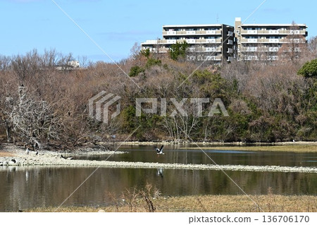 大批鸛鳥，這些“幸福之鳥”，飛抵伊丹市小池公園。 136706170