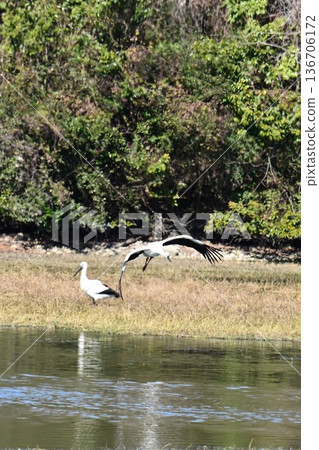 Large numbers of storks, the "birds of happiness," arrive at Itami City's Koyoike Park Large numbers of storks, the "birds of happiness," arrive at Itami City's Koyoike Park 136706172