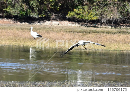 大批鸛鳥，這些“幸福之鳥”，飛抵伊丹市小池公園。 136706173