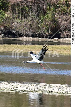 大批鸛鳥，這些“幸福之鳥”，飛抵伊丹市小池公園。 136706175