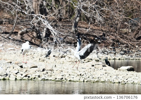 大批鸛鳥，這些“幸福之鳥”，飛抵伊丹市小池公園。 136706176