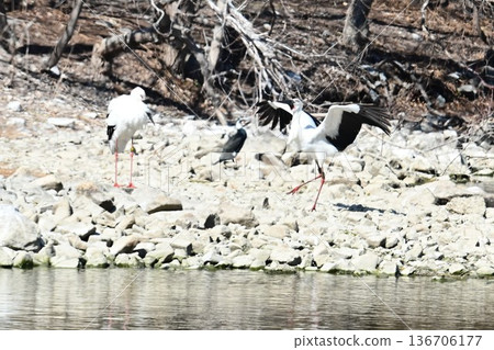 大批鸛鳥，這些“幸福之鳥”，飛抵伊丹市小池公園。 136706177