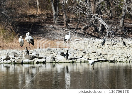 Large numbers of storks, the "birds of happiness," arrive at Itami City's Koyoike Park 136706178