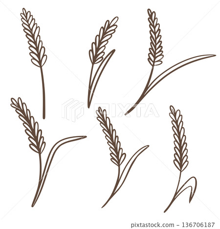 Spikelets of cereal crops set in doodle sketch style 136706187
