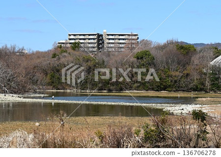 Large numbers of storks, the "birds of happiness," arrive at Itami City's Koyoike Park Large numbers of storks, the "birds of happiness," arrive at Itami City's Koyoike Park 136706278