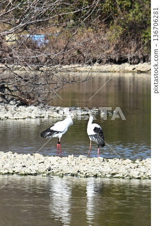 大批鸛鳥,這些“幸福之鳥”,飛抵伊丹市小池公園。 大批鸛鳥,這些“幸福之鳥”,飛抵伊丹市小池公園。 136706281