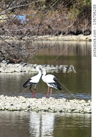 Large numbers of storks, the "birds of happiness," arrive at Itami City's Koyoike Park Large numbers of storks, the "birds of happiness," arrive at Itami City's Koyoike Park 136706288