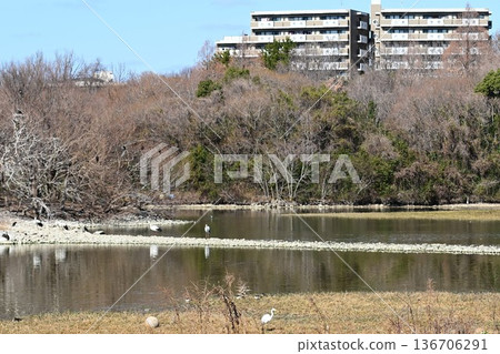 Large numbers of storks, the "birds of happiness," arrive at Itami City's Koyoike Park Large numbers of storks, the "birds of happiness," arrive at Itami City's Koyoike Park 136706291