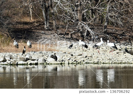 大批鸛鳥，這些“幸福之鳥”，飛抵伊丹市小池公園。 136706292