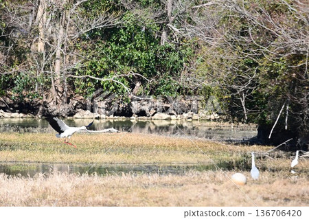 Large numbers of storks, the "birds of happiness," arrive at Itami City's Koyoike Park 136706420