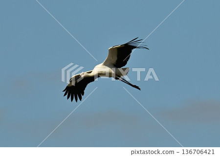 大批鸛鳥,這些“幸福之鳥”,飛抵伊丹市小池公園。 大批鸛鳥,這些“幸福之鳥”,飛抵伊丹市小池公園。 136706421
