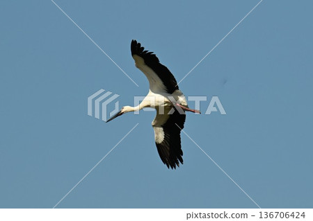 大批鸛鳥,這些“幸福之鳥”,飛抵伊丹市小池公園。 大批鸛鳥,這些“幸福之鳥”,飛抵伊丹市小池公園。 136706424