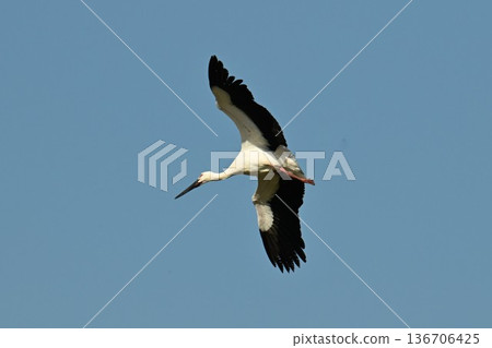 Large numbers of storks, the "birds of happiness," arrive at Itami City's Koyoike Park 136706425