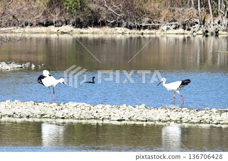 Large numbers of storks, the "birds of happiness," arrive at Itami City's Koyoike Park 136706428