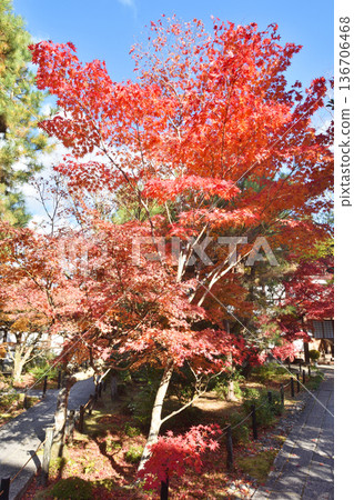 Autumn leaves of Jinggang Temple Autumn leaves of Jinggang Temple 136706468