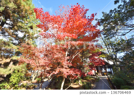 井岡寺秋葉 136706469