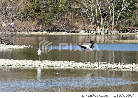 Large numbers of storks, the "birds of happiness," arrive at Itami City's Koyoike Park Large numbers of storks, the "birds of happiness," arrive at Itami City's Koyoike Park 136706604