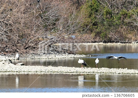 Large numbers of storks, the "birds of happiness," arrive at Itami City's Koyoike Park 136706605
