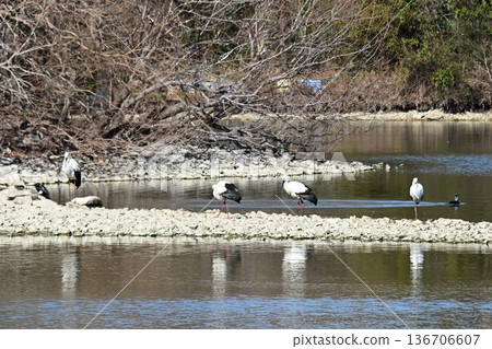 大批鸛鳥，這些“幸福之鳥”，飛抵伊丹市小池公園。 136706607