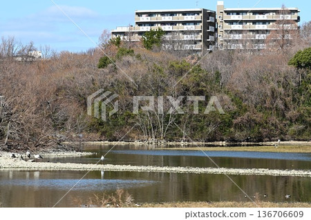 大批鸛鳥，這些“幸福之鳥”，飛抵伊丹市小池公園。 136706609