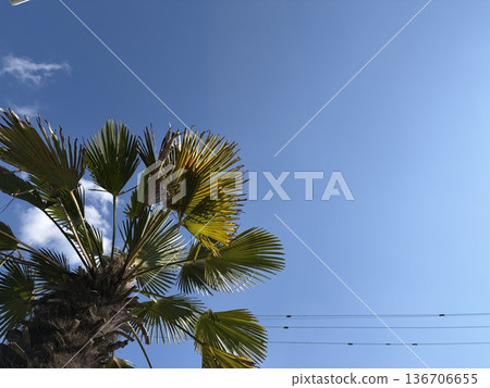 Weather Palm Trees Weather Palm Trees 136706655