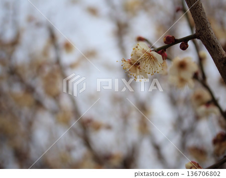 Beautiful white plum blossoms blooming on a cloudy February day, "Winter Solstice" Beautiful white plum blossoms blooming on a cloudy February day, "Winter Solstice" 136706802