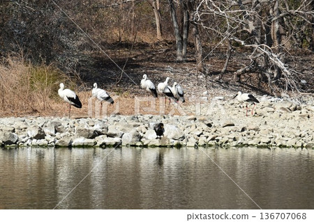 Large numbers of storks, the "birds of happiness," arrive at Itami City's Koyoike Park 136707068