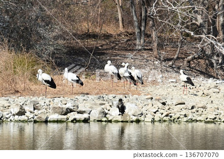 大批鸛鳥,這些“幸福之鳥”,飛抵伊丹市小池公園。 大批鸛鳥,這些“幸福之鳥”,飛抵伊丹市小池公園。 136707070