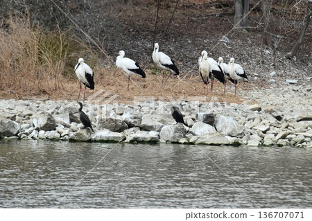 大批鸛鳥,這些“幸福之鳥”,飛抵伊丹市小池公園。 大批鸛鳥,這些“幸福之鳥”,飛抵伊丹市小池公園。 136707071