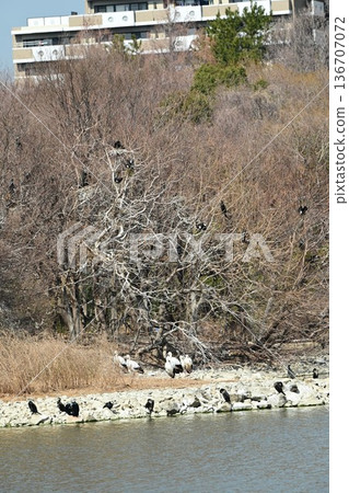 Large numbers of storks, the "birds of happiness," arrive at Itami City's Koyoike Park Large numbers of storks, the "birds of happiness," arrive at Itami City's Koyoike Park 136707072