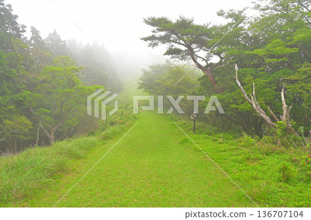 Summer mountain mist on the Izu Peninsula's Mount Kinkan, Izu Mountain Ridge Trail, and Darumayama Plateau 136707104
