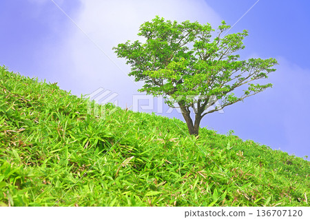 伊豆半島，夏季伊豆山脊步道，達摩山草原上的樹木挺立 136707120