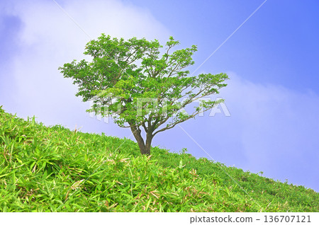 伊豆半島，夏季伊豆山脊步道，達摩山草原上的樹木挺立 136707121