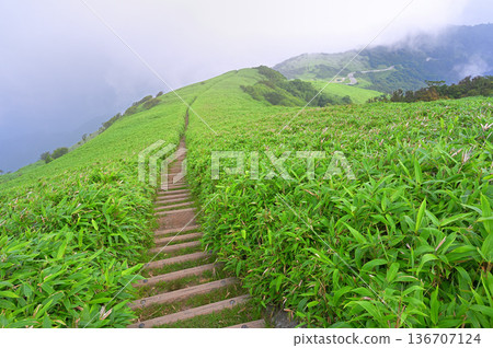 伊豆半島,夏季的伊豆山脊步道,山中的達摩岳,綠蔭小徑 伊豆半島,夏季的伊豆山脊步道,山中的達摩岳,綠蔭小徑 136707124