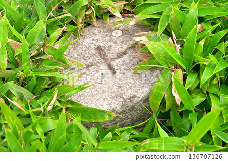 Izu Peninsula Izu Mountain Ridge Trail: Summer summit of Mt. Daruma. First-class triangulation point buried in bamboo grass (Mt. Daruma) 136707126