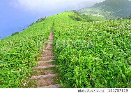 伊豆半島 - 夏季伊豆山脊步道 - 達摩山竹林中蜿蜒的山脊小徑 伊豆半島 - 夏季伊豆山脊步道 - 達摩山竹林中蜿蜒的山脊小徑 136707129