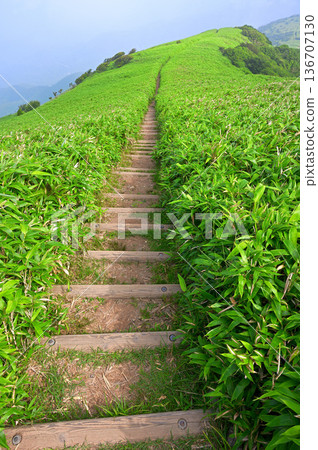 伊豆半島 - 夏季伊豆山脊步道 - 達摩山竹林中蜿蜒的山脊小徑 伊豆半島 - 夏季伊豆山脊步道 - 達摩山竹林中蜿蜒的山脊小徑 136707130
