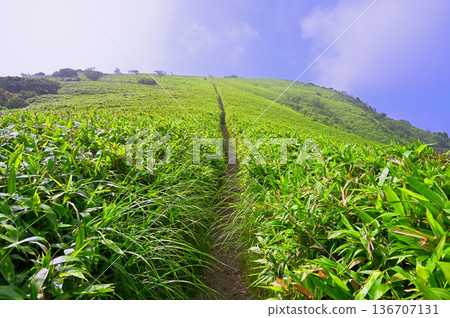 Izu Peninsula - Summer Izu Mountain Ridge Trail - Cloud-covered Mount Daruma - Kumazasa Mountain Trail Izu Peninsula - Summer Izu Mountain Ridge Trail - Cloud-covered Mount Daruma - Kumazasa Mountain Trail 136707131