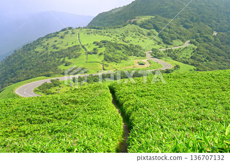 伊豆半島 - 夏季伊豆山脊步道 - 可欣賞達摩山竹草步道、西伊豆天際線和小達摩山的景色 136707132