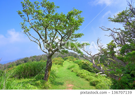 伊豆半島伊豆山脊步道：一條穿過小達魯馬山草原的步道 136707139