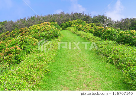 伊豆半島伊豆山脊步道：一條穿越小達魯馬山五彩繽紛的仙人掌花叢的小徑 136707140