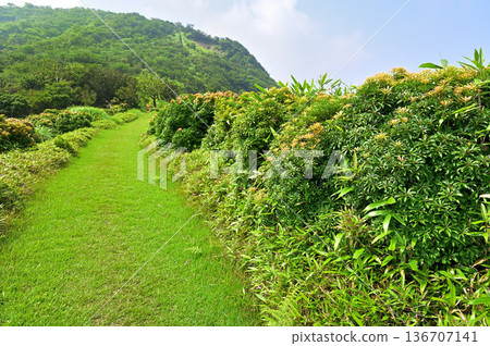 伊豆半島伊豆山脊步道：一條穿越小達魯馬山五彩繽紛的仙人掌花叢的小徑 136707141