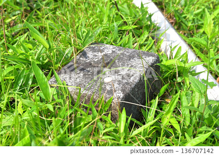 伊豆半島伊豆山脊步道:小達魯瑪山竹草叢中隱藏的三角測量點 伊豆半島伊豆山脊步道:小達魯瑪山竹草叢中隱藏的三角測量點 136707142