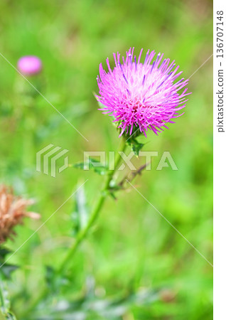 Izu Peninsula Izu Mountain Ridge Trail Darumayama Plateau Noa Thistle Izu Peninsula Izu Mountain Ridge Trail Darumayama Plateau Noa Thistle 136707148